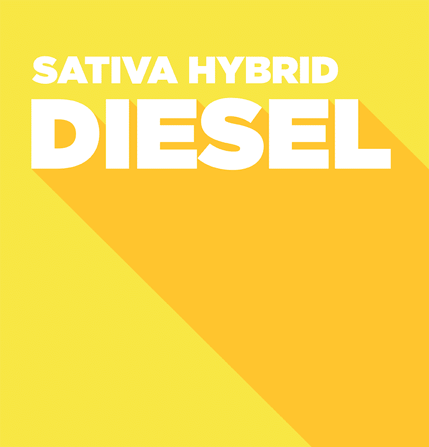 Sativa Hybrid – Diesel