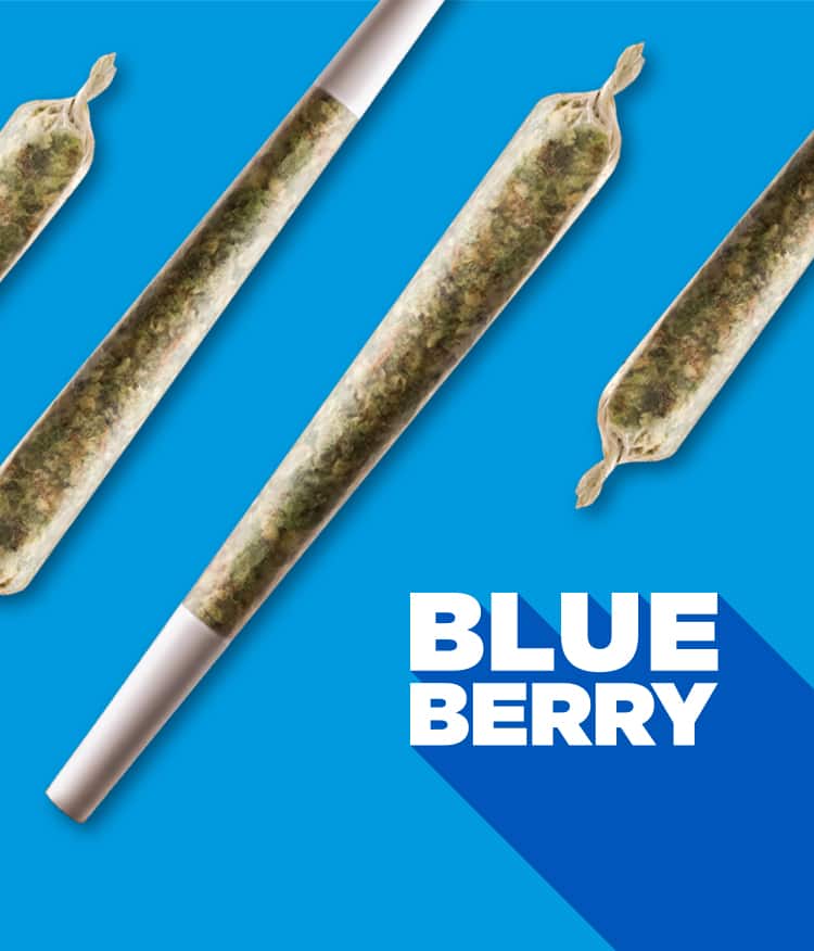 Blueberry with pre-roll