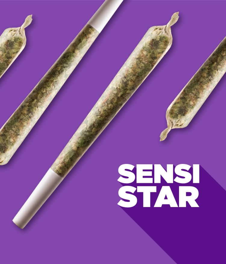 Sensi star with pre-roll
